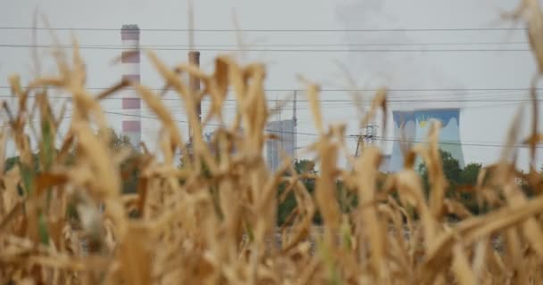 Ecologie milieu vervuiling wazig elektrische Station cementfabriek op een Horizon door droge planten buizen Gray Sky planten zijn Swaying op de Wind — Stockvideo