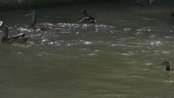 Havuzumda, yaban ördekleri, Rushed gıda yakalamak için gıda, gıda, düşüyor, bir — Stok video