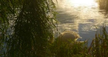 White Swan Behind The Green Reed is Floating Slowly by Watery Surface Swan is Swimming Away Hide behind the Bush Sun and Sky Reflection in Water