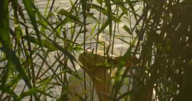 White Swan Close Up Bird Behind the Reed is Nibbling The Green Reed Feeding Eating Bird Swimming at The Lake Floating by Watery Surface Sunny Day