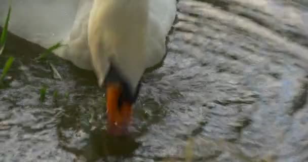 White Swan Close Up is Lowers His Head Down Into Water Feeding Nibbling the Grass Swimming at The Lake Floating by Watery Surface Bird Behind Grass — Stock Video