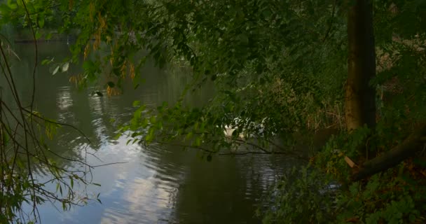 Cisne blanco detrás de la rama del árbol verde se alimenta nadando en los círculos del lago en el agua — Vídeos de Stock