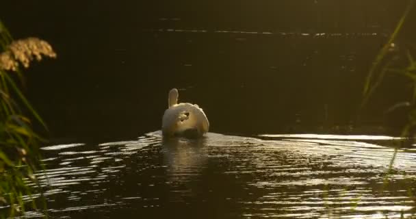 El Cisne Blanco está nadando en el lago flotando lejos por la superficie acuosa dejando el rastro de rayos de sol de agua que se desgarran Hojas verdes — Vídeos de Stock