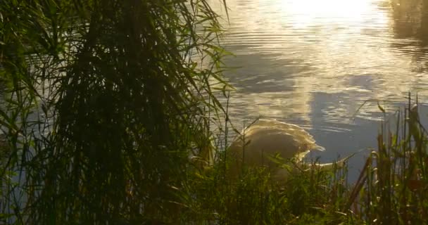 White Swan Behind The Green Reed is Floating Slowly by Watery Surface Swan is Swimming Away Hide behind the Bush Sun and Sky Reflection in Water — Stock Video