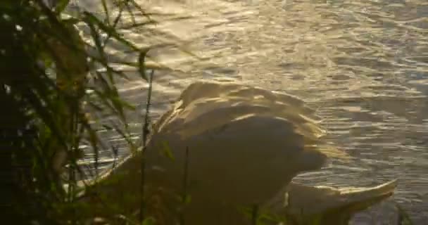 Cisne blanco detrás de la caña verde está nadando en el lago flotando en la superficie acuática El cisne está nadando lejos Escóndete detrás del reflejo del sol de Bush en el agua — Vídeos de Stock