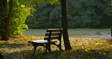 Yapraklar Yeşil Çayır Yeşil Ağaçlar Fallen Sarı Yapraklar Açık Sonbahar Sonbahar Park Alley Sunny ile Park Güneş Rays de Ağacın Altında Boş Tezgah