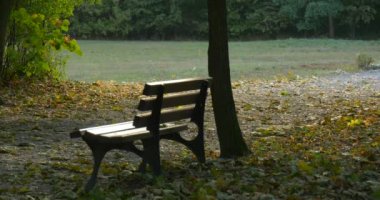 Park Yeşil Çayır Alanı Yeşil Ağaçlar Ağaç Altında Boş Bench Düşmüş Yaprakları Sarı Yapraklar Açık Sonbahar Sonbahar Park Alley