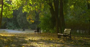 Yeşil Ağaç Ile Boş Alley Güneş Rays Yapraklar Boş Banklar Ağaç Trunks Fallen Sarı Yapraklar Park Alley Sunny Day Sonbahar Sonbahar Sonbahar Outdoors