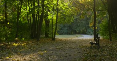 Yol Boyunca Boş Sokak Yeşil Ağaçlar Boş Banklar Düşmüş Sarı Yapraklar Park Alley Sonbahar Sonbahar Outdoors ile Güneş Rays Yapraklar