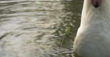 White Swan Close Up is Lowering His Head Down Orange Beak Close Up White Feathers Close Up Bird is Feeding Swimming at Lake Floating by Watery Surface