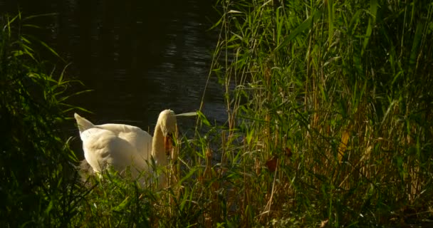 White Swan Benind The Green Tall Reed Bird is Shaking the Head Feeding Nibbling the Grass Swimming at The Lake Floating by Watery Surface Sunny — Stock video