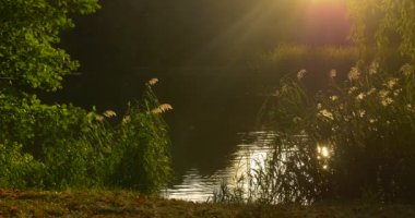 Pond Lake Sun Su Düşük Overgrown Banka Yeşil Reed Güneş Rays Dalgalanan Su Pürüzsüz Hava Yeşil Dalları Güneş Yansıması Suda