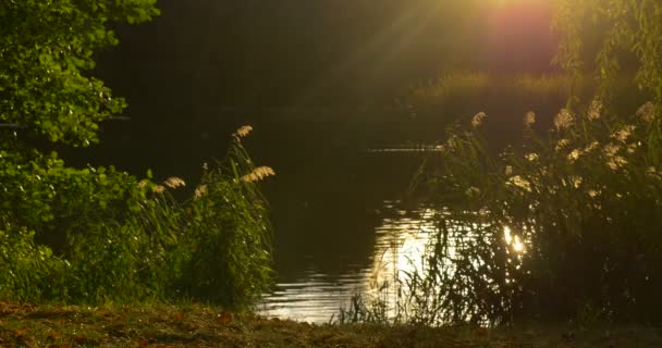 Lac Pond Le soleil est faible Banque envahie Roseau vert Rayons de soleil Ondulation Eau Temps doux Branches vertes Réflexion du soleil dans l'eau — Video