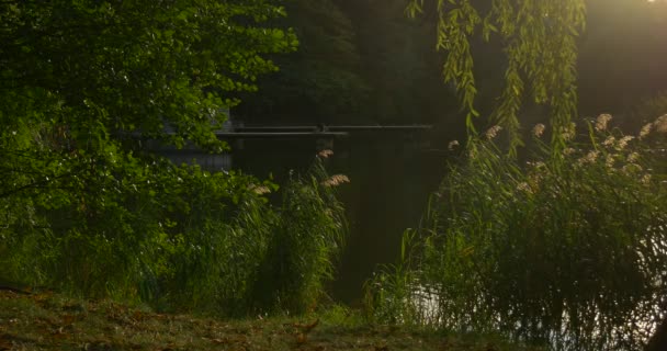Zátoka zelený Reeda slunného dne zelené stromy na vodní Travě větve vrty na vodním povrchu časné slunce — Stock video