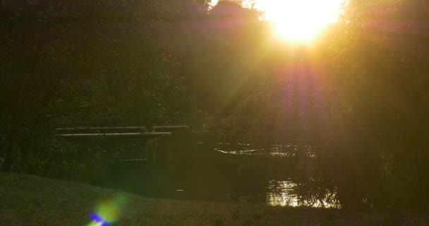 Wild Duck Bird sta nuotando al lago fiume Pond Mallard sta galleggiando dalla superficie, Ondulazione traccia di anatra d'acqua sole tramonta alle silhouette della fotocamera — Video Stock