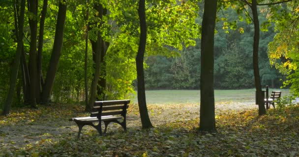 Banc vide dans l'allée du parc Deux bancs Arbres verts Feuilles vertes Feuilles jaunes tombées au sol Rayons de soleil à travers les feuilles des arbres Automne Automne Automne — Video