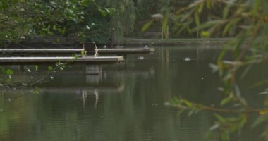 Pier Wild Ducks Mallards River Lake Uzaktan Şezlong Iki Ahşap İskeleler Yüzme Pürüzsüz Dalgalanan Su Yeşil Dalları Yakın Çekim Bulanık