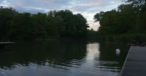 Człowiek z siedzi na drewnianym molo inclines dół do wody dotyka wody biały łabędź jest na człowieka rozciąga jego szyi do człowieka karmienia ptaków gry — Wideo stockowe