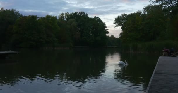 Człowiek siedzi na drewnianym molo patrząc na biały łabędź ptak jest pływanie człowiek ma wstał wziął na jego plecak wyciągnął rękę do łabędzia Ripple drzewa — Wideo stockowe