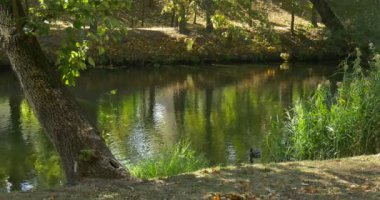 Su Sunny Rippling Su Yüzme Mallard Wild Duck Kuş Yeşil Çalılar Açık Hava Ağaçlar Yansıma Su Üzerinde Küçük Nehir İki Bankalar Ağaçlar
