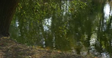 Nehir Su Yeşil Çim Yeşil Çalılar Yeşil Ağaçlar Su Yamaç Nehri Bankası Mavi Gökyüzü Yansıma Sunny Day Yaz Su Ağaçları 'Yansıması Dalgalanan