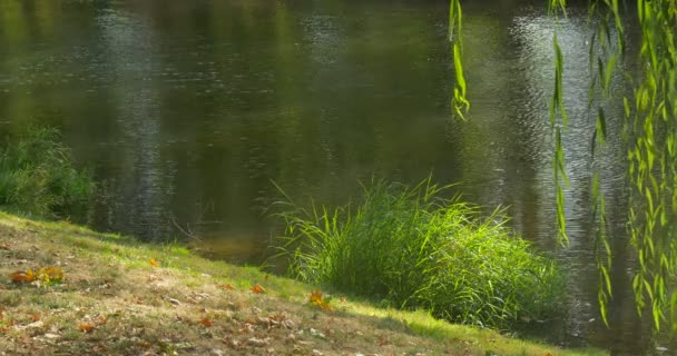 Pequenos fluxos de água rasos do rio Ondulação Ramos de salgueiro de água Verde fresco deixa margem do rio Arbustos verdes ensolarados ao ar livre — Vídeo de Stock