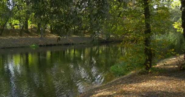 Río Agua Hierba Verde Arbustos Verdes Árboles Verdes Ripeando el Reflejo de los Árboles de Agua en la Pendiente del Agua Río Banco Cielo Azul Reflexión Día Soleado Verano — Vídeos de Stock