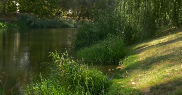 Eau de rivière Herbe verte Arbres verts Arbres verts Saule Arbre Ondulation Réflexion des arbres d'eau dans la pente de l'eau Bord de la rivière Journée ensoleillée Été En plein air 