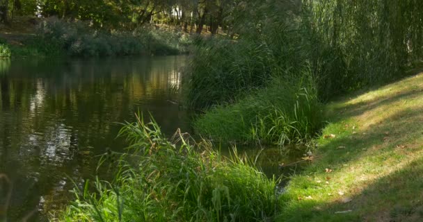 Річкова вода зелена трава зелені кущі зелені дерева верби дерево ріпчастих води дерева відображення у воді схил річки Банк сонячний день влітку на відкритому повітрі — стокове відео