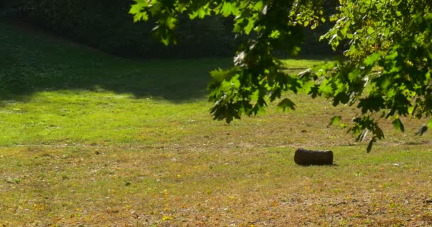 Pierre morceau de rondin au milieu de la pelouse Green Meadow Sunny Day Green Grass Shadows from the Trees Green Brach on Foreground Swaying Leaves — Video