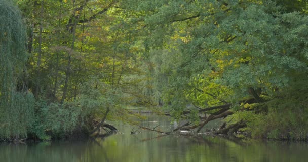 Foresta Lago Fiume Acqua Alberi sono intorno Acacia Salice Caduto albero Foglie verdi Overgrown Bank Dark and Bright Green Branches Smooth Summer — Video Stock