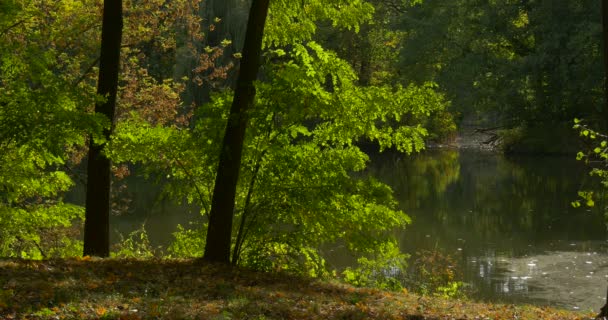 Лісові озера річки води дерева навколо зелене листя листям зарослі Банк Сонячний гладкий погода дерева відображення на відкритому повітрі літо осінь осінь — стокове відео