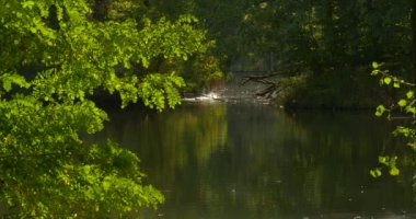 Wild Ducks Mallards Distanlty Are Flapping Their Wings Fish Jumps Out Lake River Forest Lake Green Trees are Around Dry Fallen Trees Logs in the Water