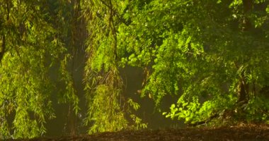 Işıklı Ağaçlar Taze Yeşil Ağaçlar Güneş Dalları Söğüt Ağacı Dalları Yaz Akşam Sunset Outdoors arkasında Nehir Suyu Dalgalanan Su Yamacı parlar