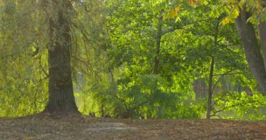 Yeşil Ağaçlar Fluttering Yaprakları Breeze Orman Parkı Grove Lake River Ağaç Gövdeleri Altında Yeşil Yaprakları Taze Yapraklar Yaz Outdoors