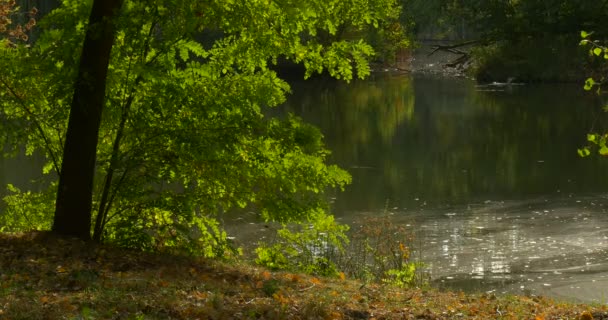 Patos salvajes Mallards Distanlty están aleteando sus alas Los peces saltan por el lago Bosque del río Los árboles verdes del lago están alrededor de los árboles caídos secos Troncos en el agua — Vídeo de stock
