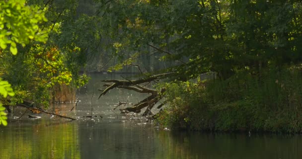 Wild Ducks Mallards Distanlty Are Flapping their Wings Fish Jumps Out Lake River Forest Lake Green Trees are Around Dry Fallen Trees Logs in the Water — 图库视频影像