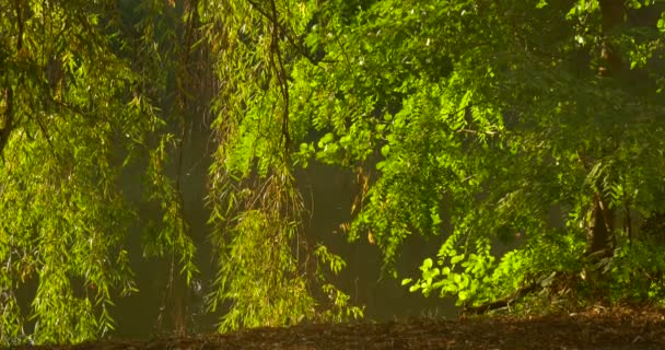 Lit Trees Fresh Green Trees Sun Shines Rippling Water Slope at the River Water behind the Branches Willow Tree Branches Soirée d'été Coucher de soleil En plein air — Video