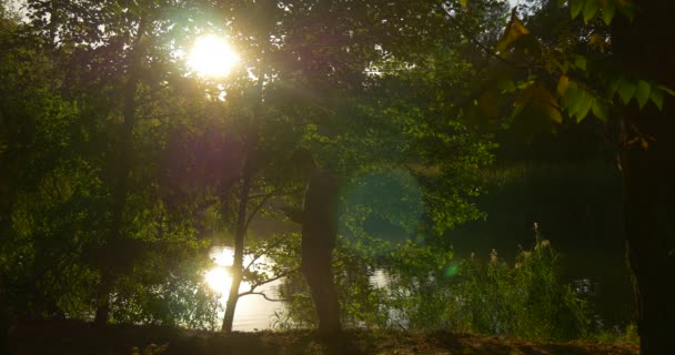 Mužská silueta člověk kráčí po jezeře Lake bank s dokumenty zapisovatelem básník čte noviny dopis novátorský obchodník jasně zářící sluneční stromy — Stock video