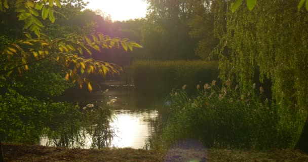 Forest Lake rivieroever bomen op een horizon witte hemel zon schijnt kabbelende water bomen reflectie Willow Tree takken groene reed zomeravond buitenshuis — Stockvideo