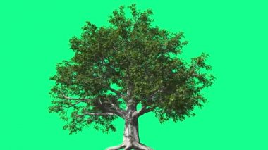 Avrupa Kayın Chromakey Ağacı Kroroma Anahtar Alfa Alfa Kanal Sallanan Ağaç Rüzgar Dalları Yaprak Kök Studio Yeşil Ekran Bilgisayar Oluşturulan Animasyon