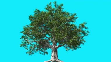 Avrupa Kayın Chromakey Ağacı Kroroma Anahtar Alfa Alfa Kanal Sallanan Ağaç Rüzgar Dalları Açık Stüdyo Mavi Ekran Bilgisayar Oluşturulan Animasyon Bırakır