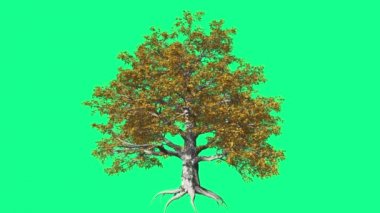 Avrupa Kayın Chromakey Ağacı Kroroma Anahtar Alfa Alfa Kanal Sallanan Ağaç Rüzgar Dalları Bırakır Studio Sonbahar Yeşil Ekran Bilgisayar Oluşturulan Animasyon