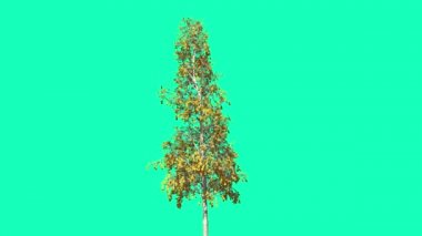 Avrupa Aspen Chromakey İnce Ağaç Kroma Anahtar Alfa Alfa Kanal Sallanan Ağaç Rüzgar Dalları Bırakır Studio Sonbahar Yeşil Ekran Bilgisayar Oluşturulan Animasyon