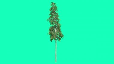 Avrupa Aspen Chromakey İnce Ağaç Kroma Anahtar Alfa Alfa Kanal Sallanan Ağaç Rüzgar Dalları Bırakır Studio Yeşil Ekran Bilgisayar Oluşturulan Animasyon