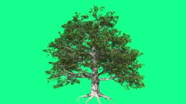 Avrupa Kayın Chromakey Ağacı Kroroma Anahtar Alfa Alfa Kanal Sallanan Ağaç Rüzgar Dalları Yaprak Kök Studio Yeşil Ekran Bilgisayar Oluşturulan Animasyon