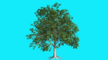 Avrupa Kayın Chromakey Ağacı Kroroma Anahtar Alfa Alfa Kanal Sallanan Ağaç Rüzgar Dalları Açık Stüdyo Mavi Ekran Bilgisayar Oluşturulan Animasyon Bırakır
