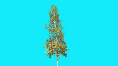 Avrupa Aspen Chromakey İnce Ağaç Kroma Anahtar Alfa Alfa Kanal Sallanan Ağaç Rüzgar Dalları Yapraklar Güz Studio Mavi Ekran Bilgisayar Oluşturulan Animasyon