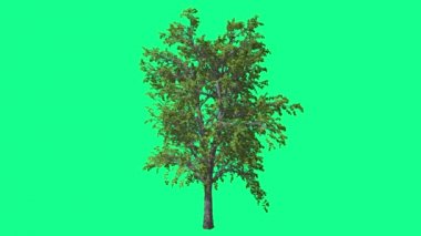 Avrupa Linden Chromakey Ağacı Kroma Anahtar Alfa Alfa Kanal Sallanan Ağaç Rüzgar Dalları Bırakır Studio Yeşil Ekran Bilgisayar Oluşturulan Animasyon