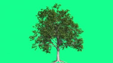Avrupa Kayın Chromakey Ağacı Kroroma Anahtar Alfa Alfa Kanal Sallanan Ağaç Rüzgar Dalları Yaprak Kök Studio Yeşil Ekran Bilgisayar Oluşturulan Animasyon
